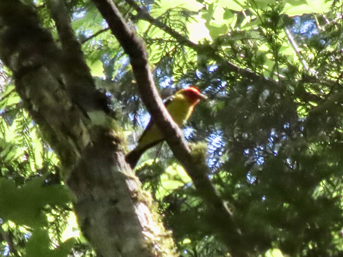 Piranga à tête rouge - ML638338739