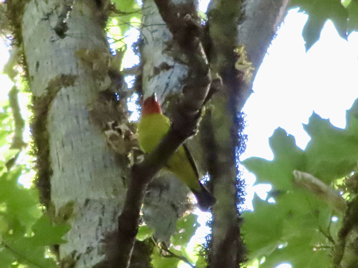 Piranga à tête rouge - ML638338741