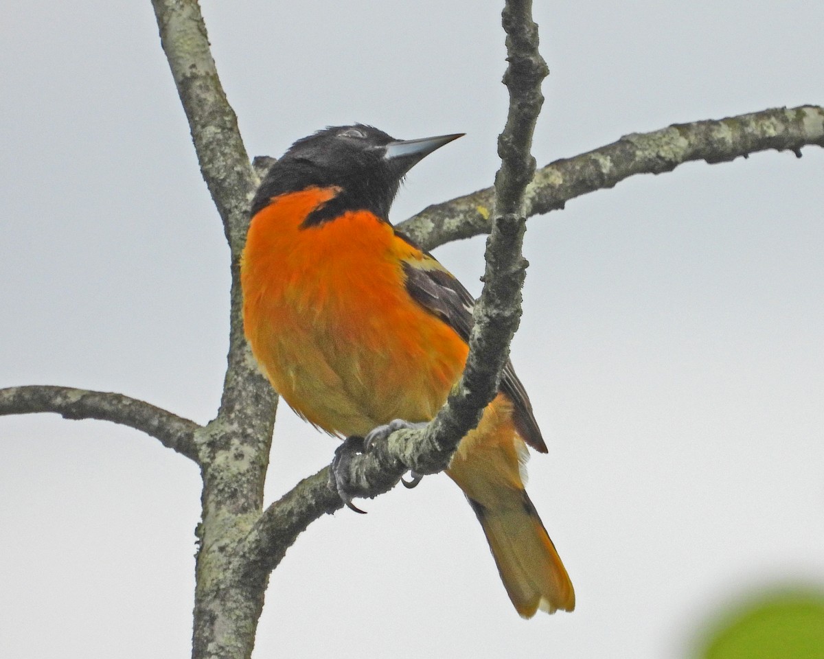 Oriole de Baltimore - ML638338745