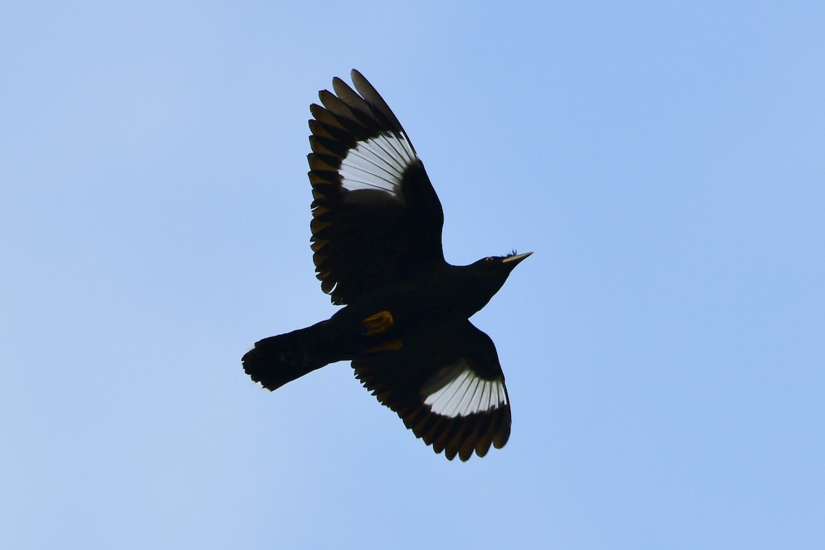 Martin huppé - ML638338748