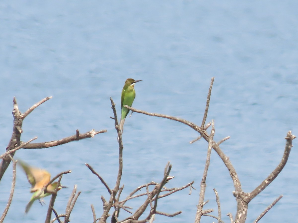 Guêpier de Madagascar - ML638338755