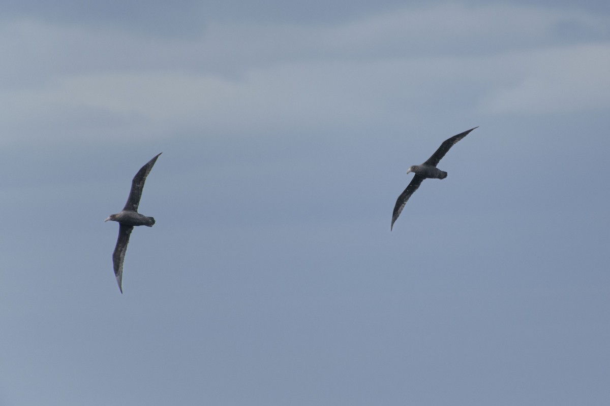 Southern Giant-Petrel - ML638338761