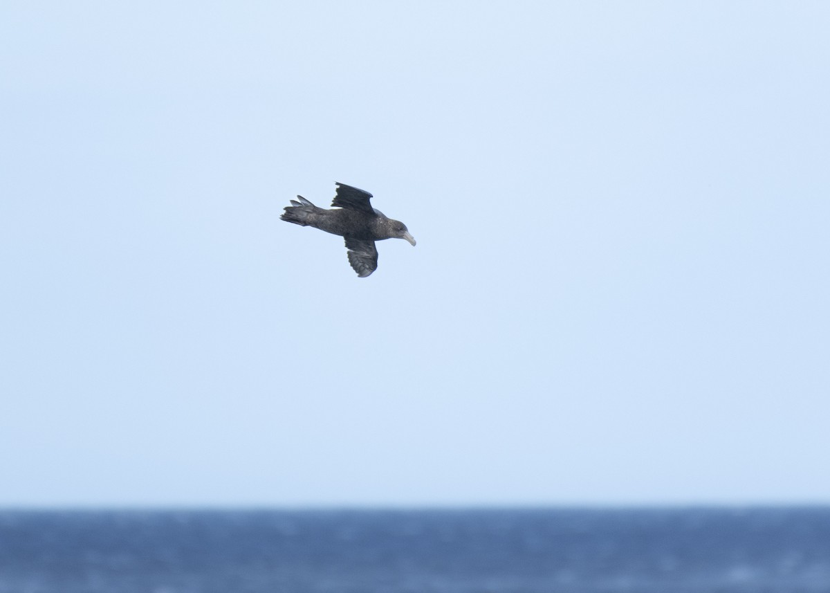 Southern Giant-Petrel - ML638338763