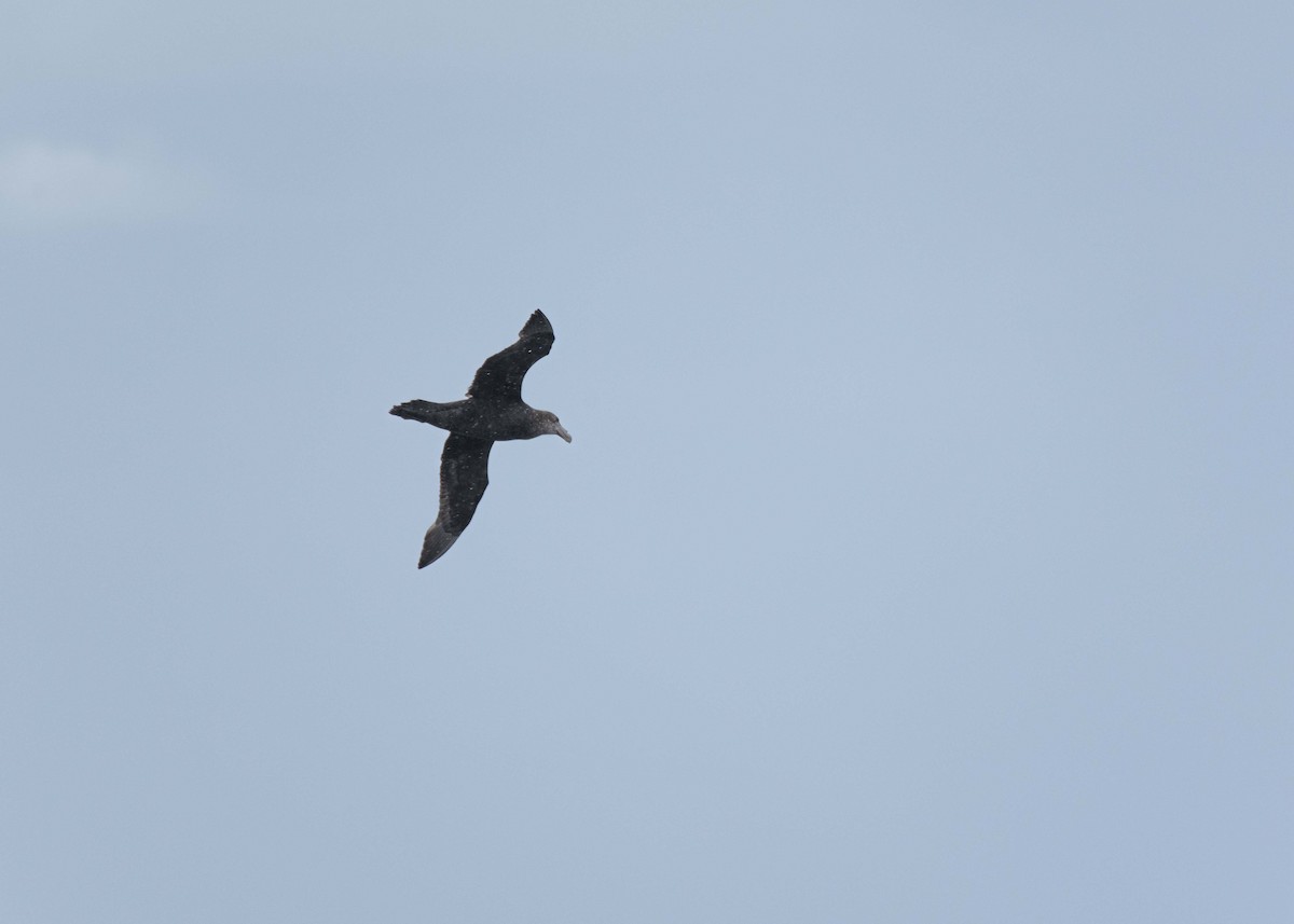 Southern Giant-Petrel - ML638338764