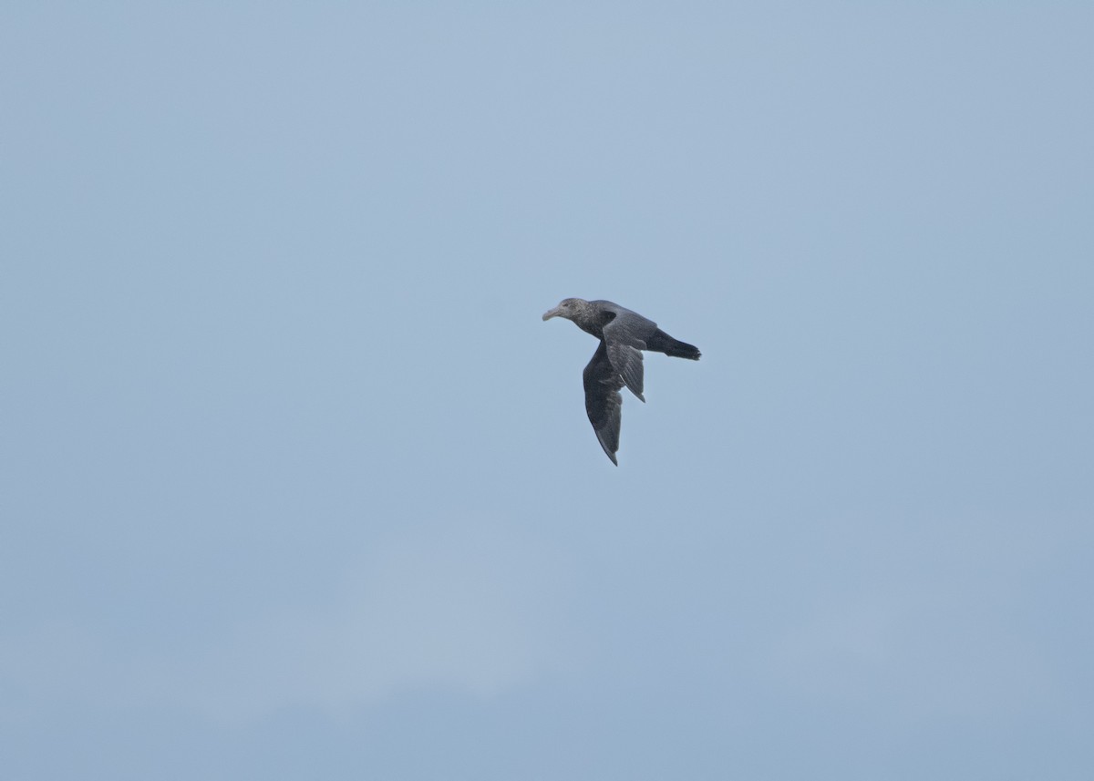 Southern Giant-Petrel - ML638338765