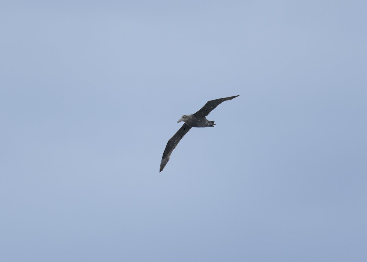 Southern Giant-Petrel - ML638338766