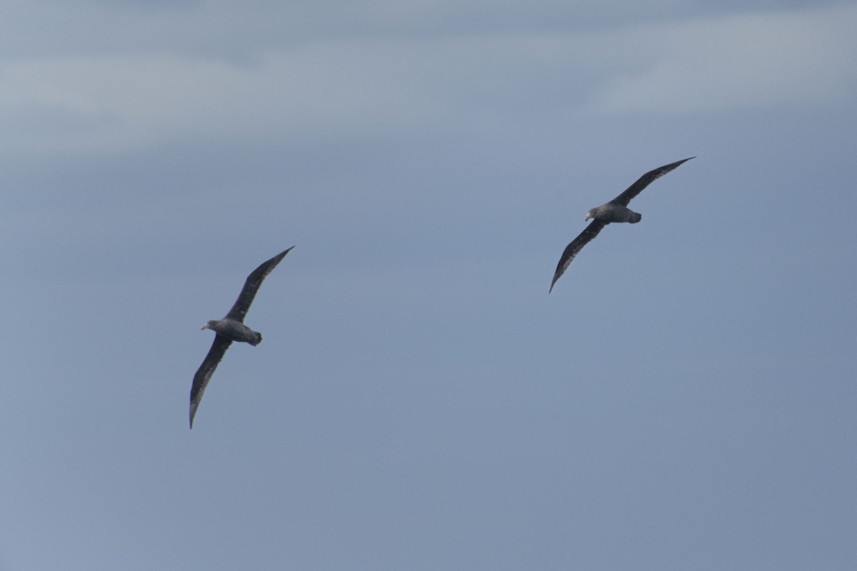 Southern Giant-Petrel - ML638338767