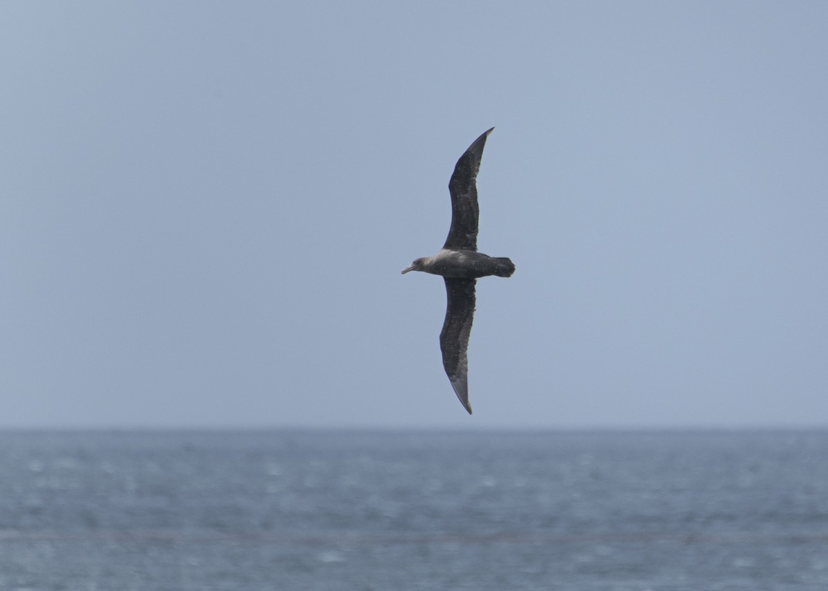 Southern Giant-Petrel - ML638338768