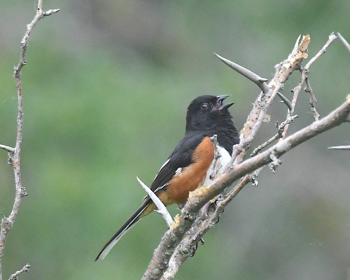 Eastern Towhee - ML638338780