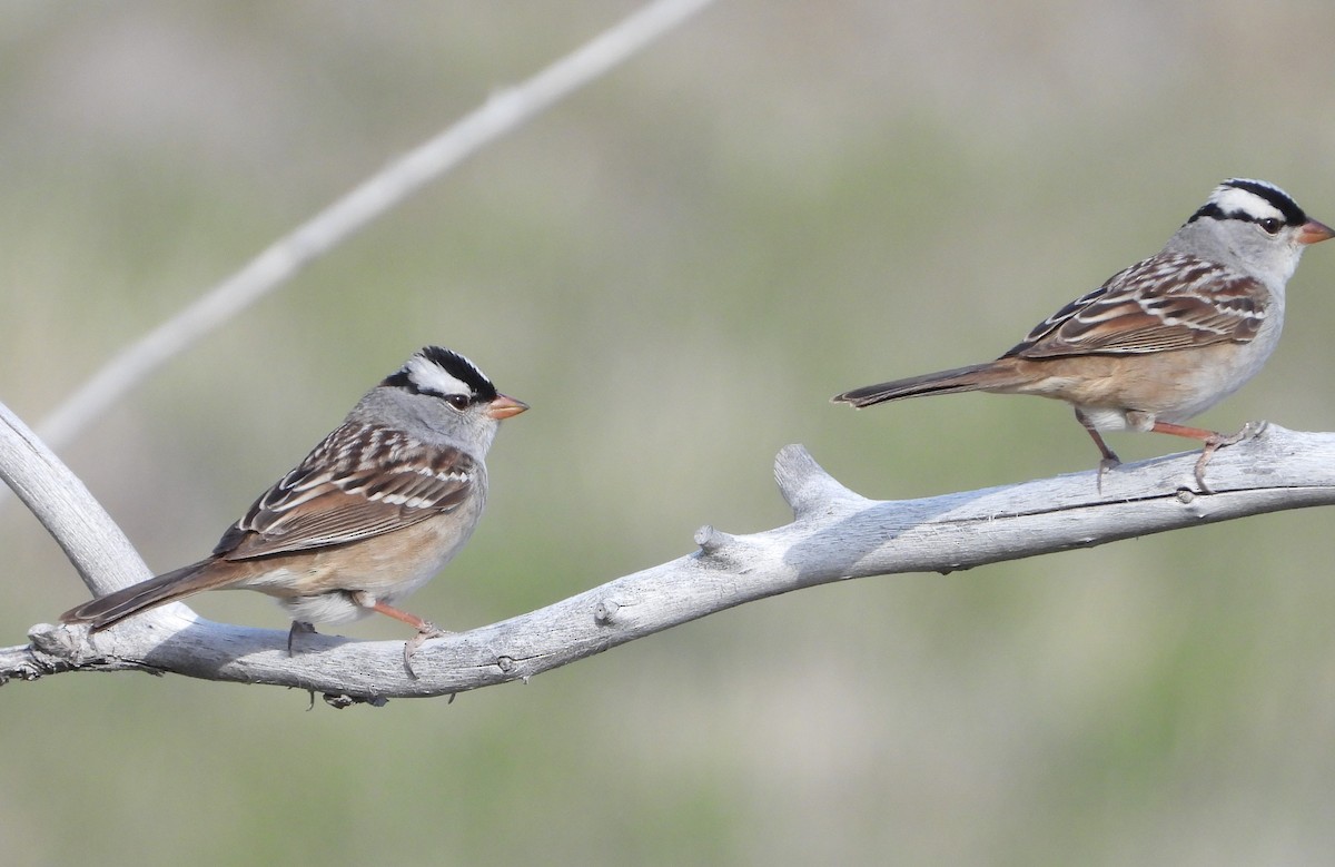 strnadec bělopásý (ssp. oriantha) - ML638338781