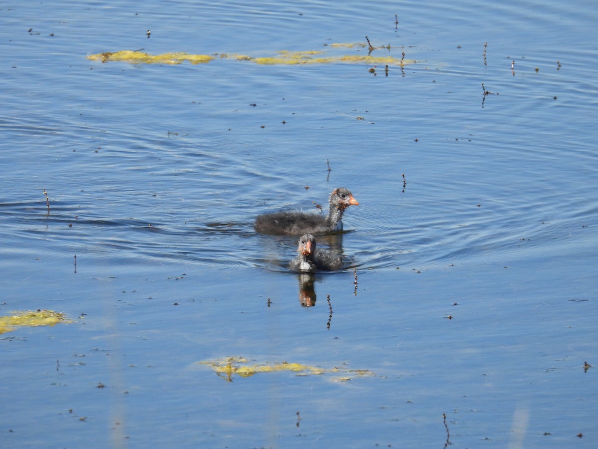 American Coot - ML638338784