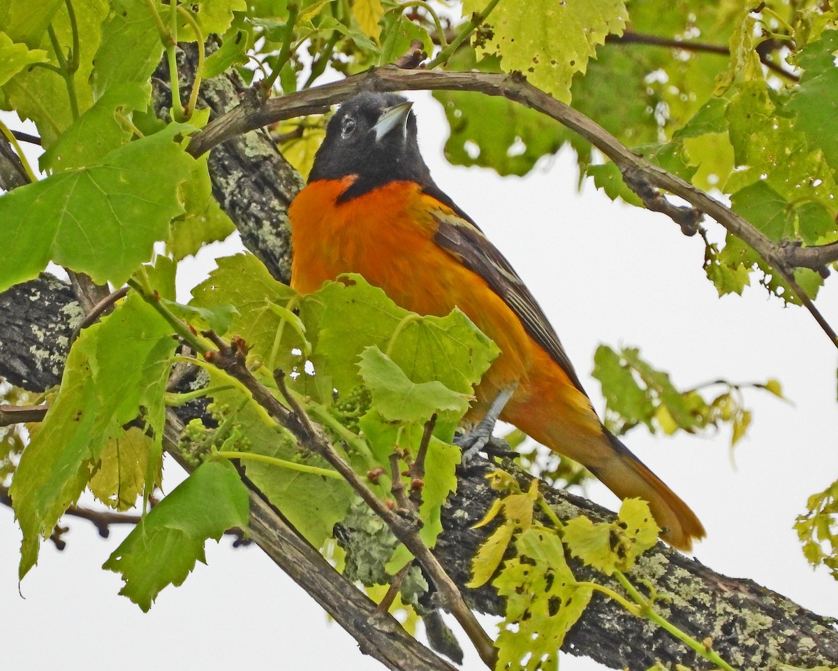 Baltimore Oriole - ML638338785