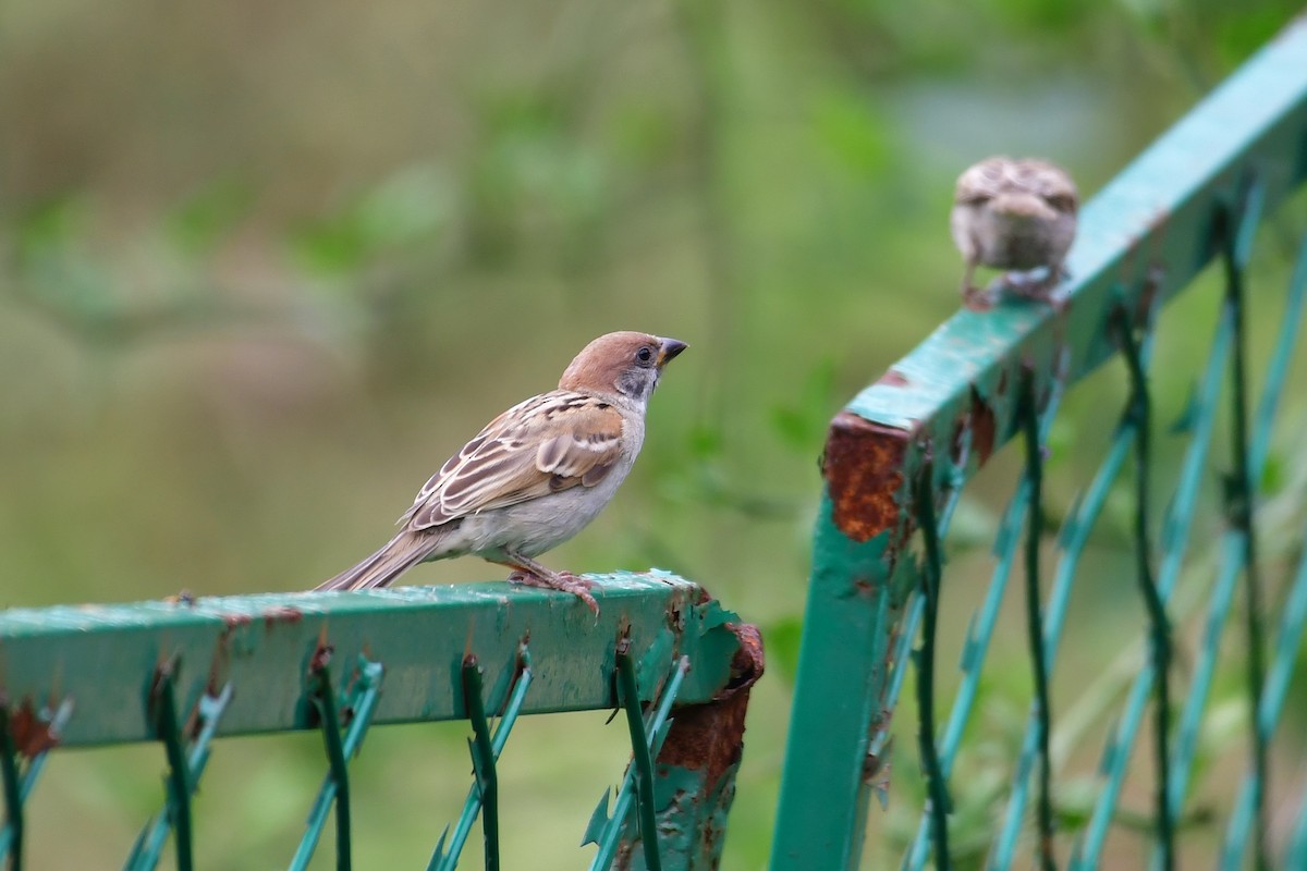 Eurasian Tree Sparrow - ML638338787