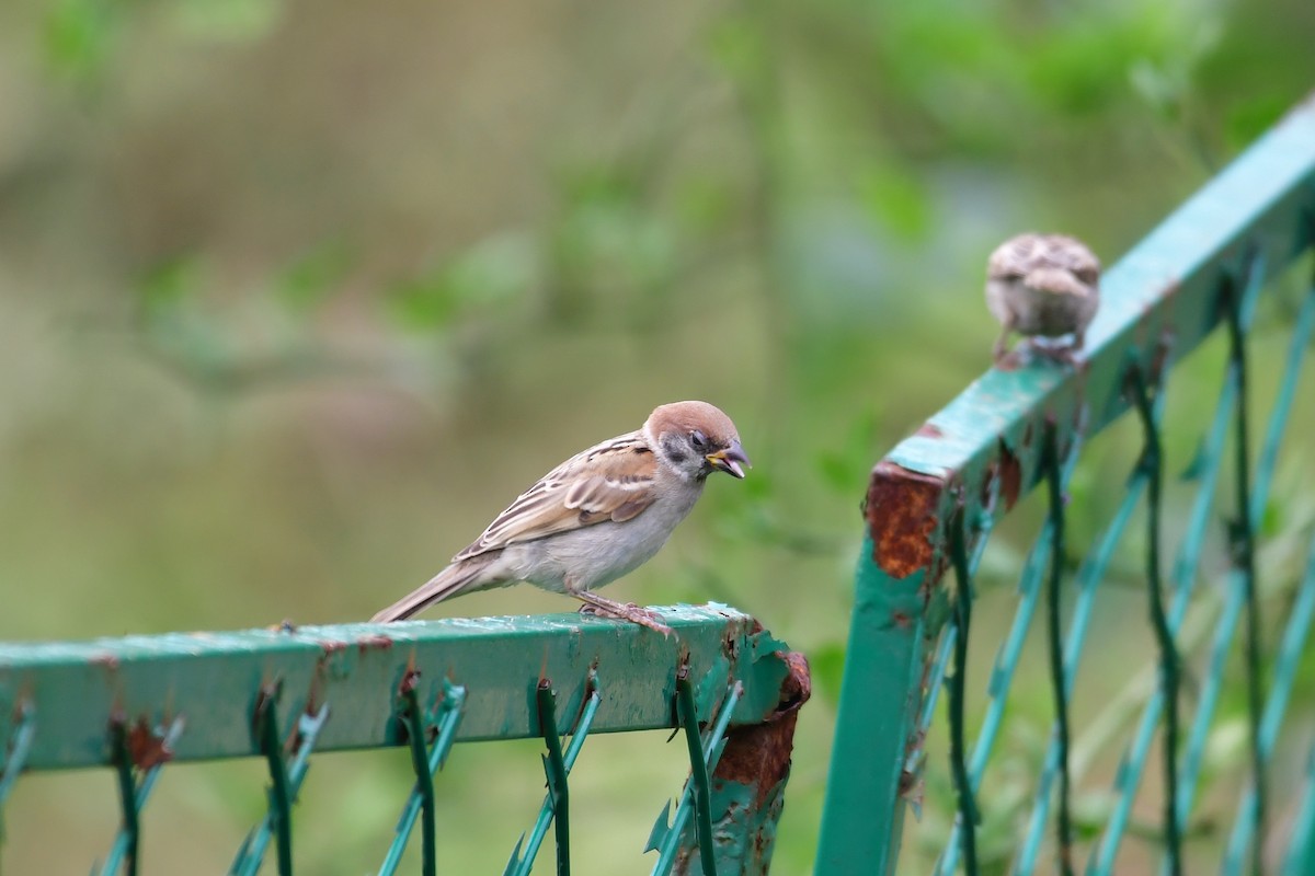 Eurasian Tree Sparrow - ML638338788