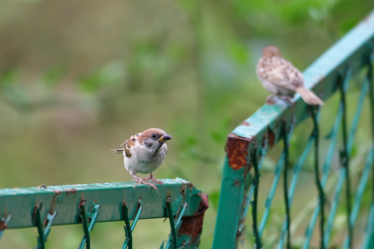 Eurasian Tree Sparrow - ML638338789