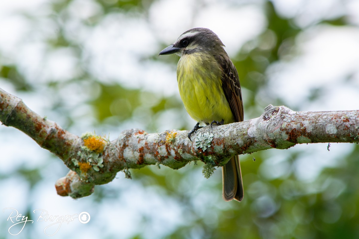 Golden-bellied Flycatcher - ML638338798