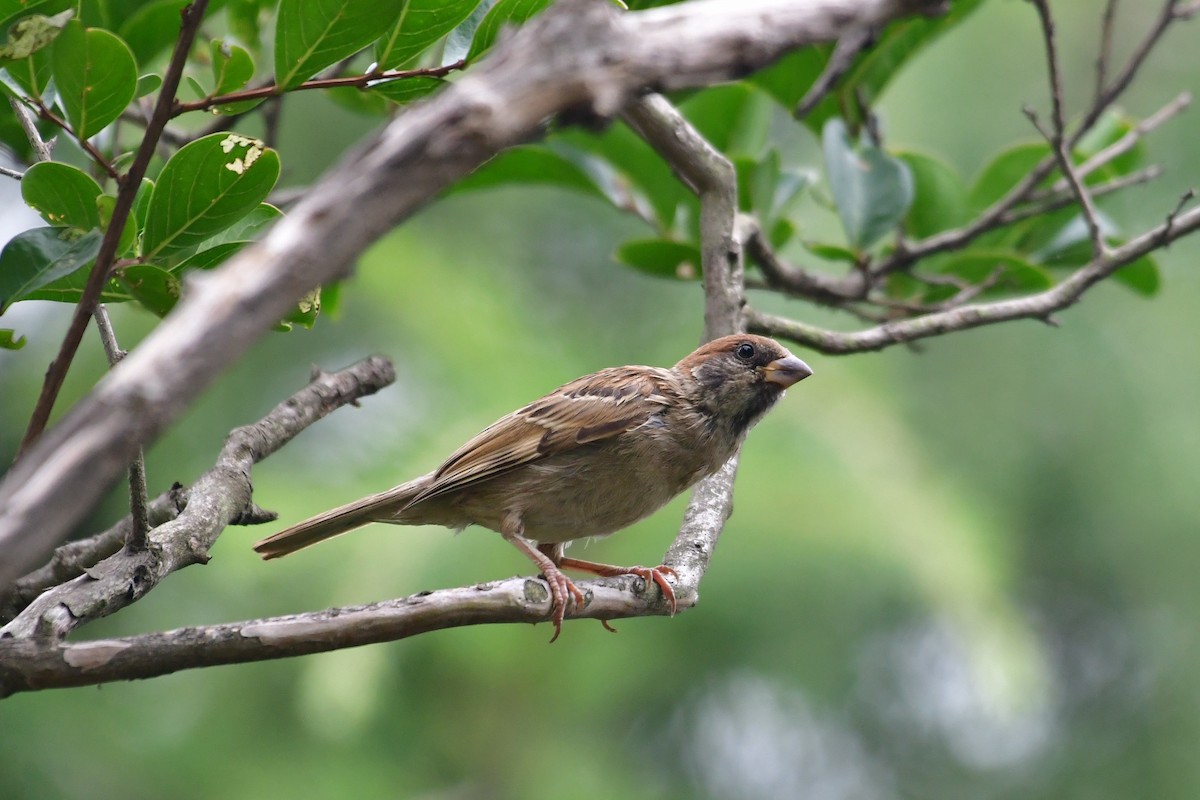 Eurasian Tree Sparrow - ML638338801