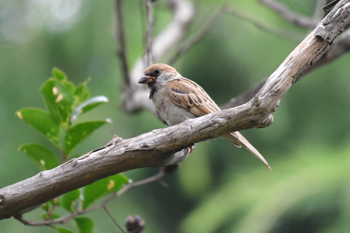 Eurasian Tree Sparrow - ML638338803