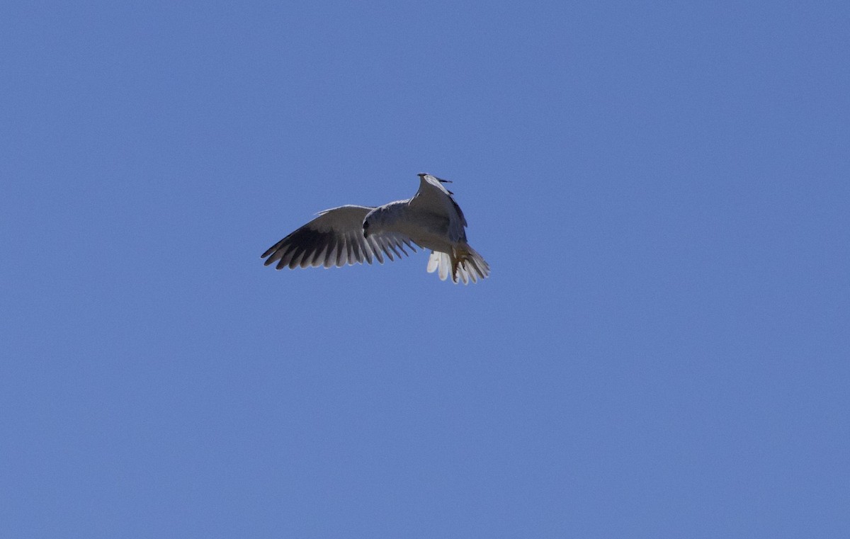 Black-winged Kite - ML638338806