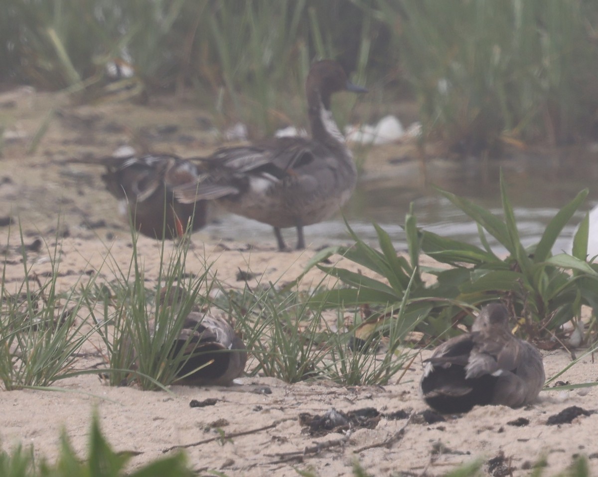 Northern Pintail - ML638338807