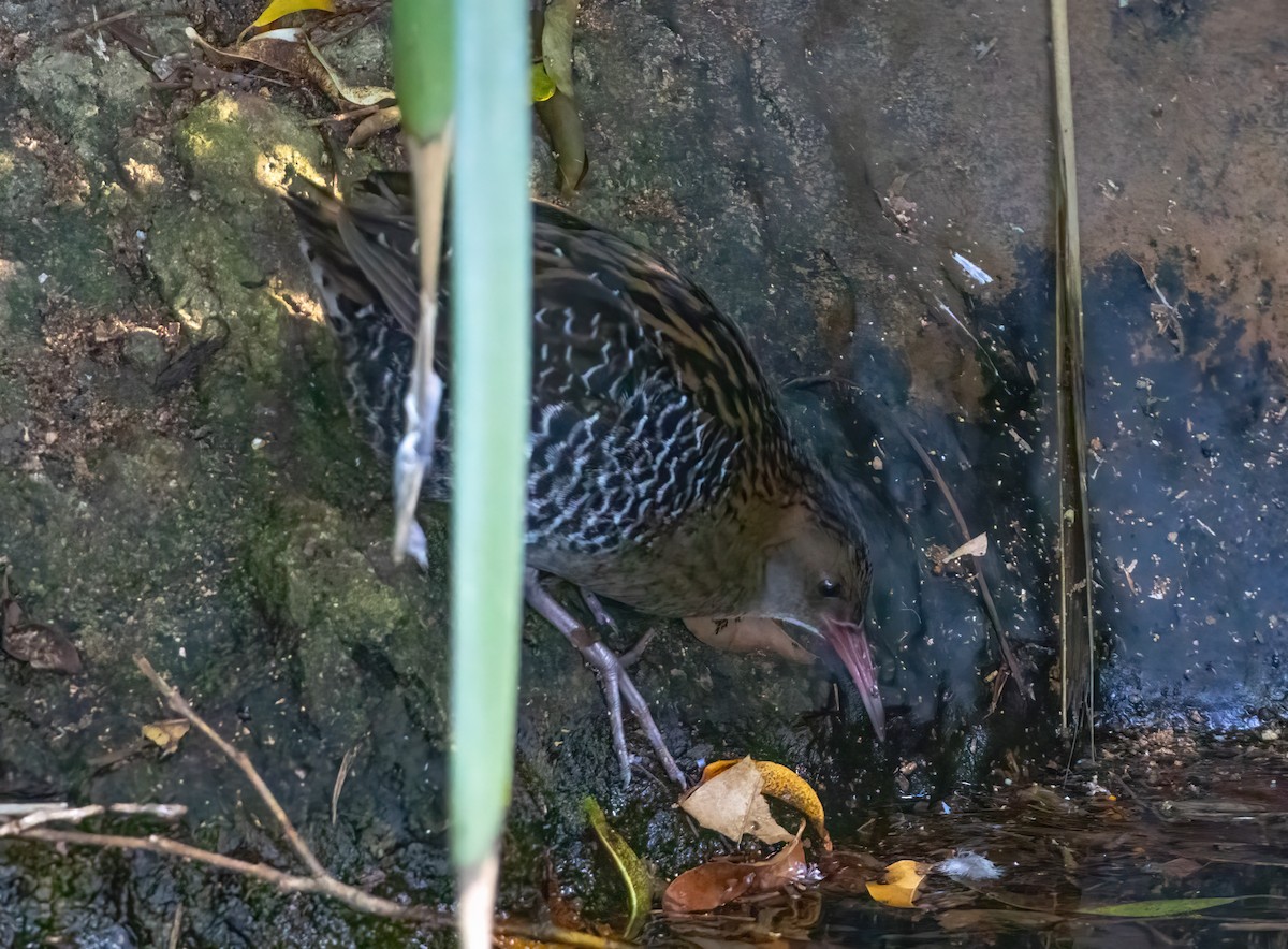 Lewin's Rail - ML638338812