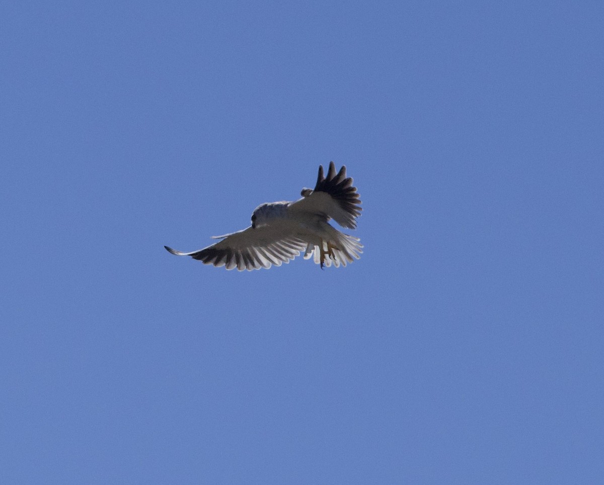 Black-winged Kite - ML638338818