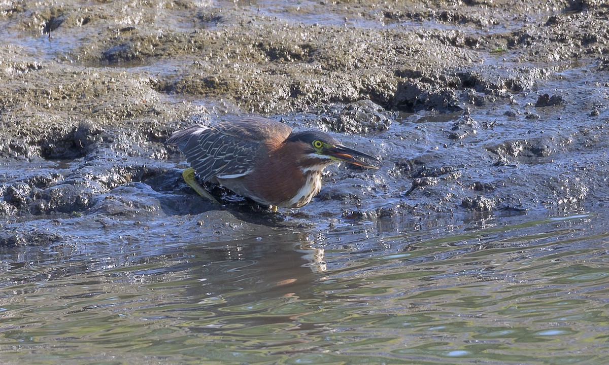 Green Heron - ML638338819