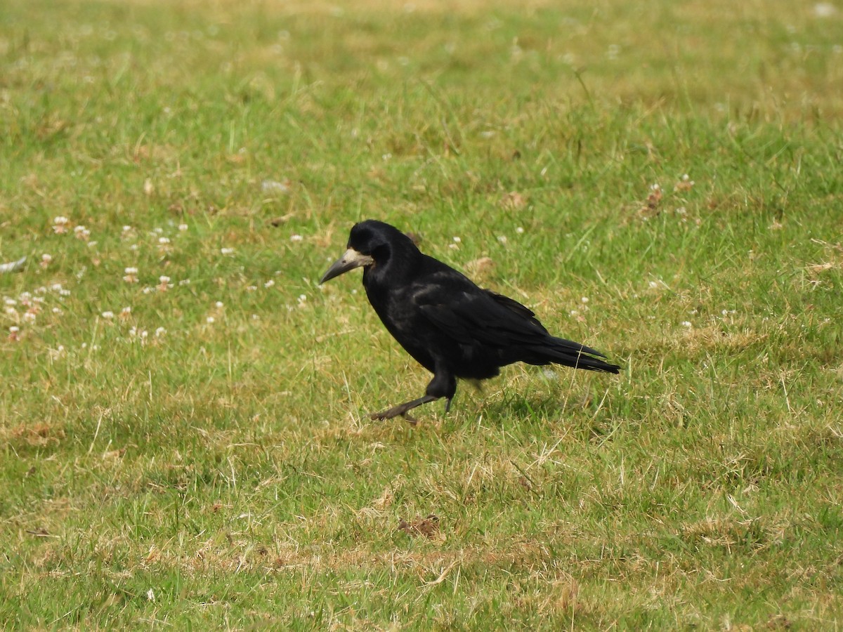 Rook - ML638338820
