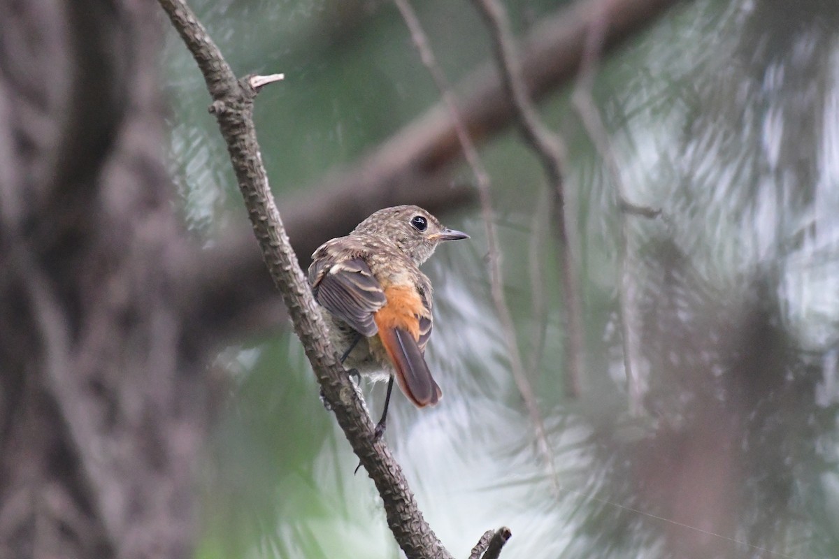 Daurian Redstart - ML638338823