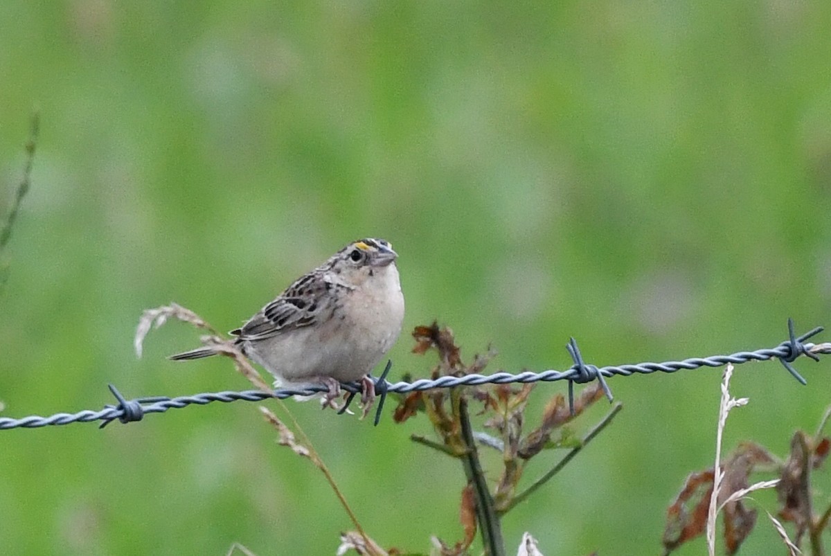 Grasshopper Sparrow - ML638338830