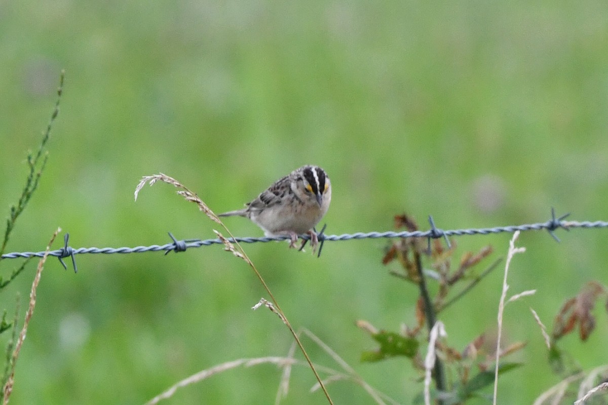 Grasshopper Sparrow - ML638338831