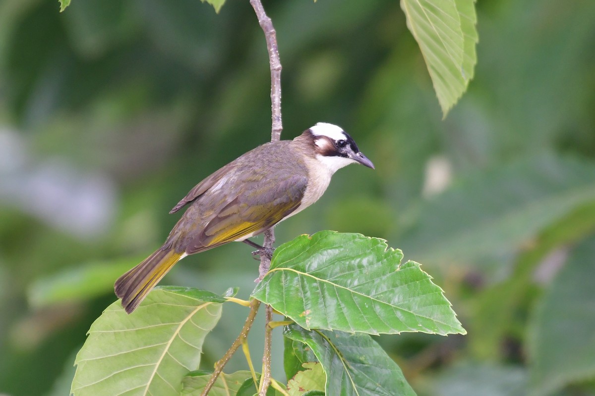Light-vented Bulbul - ML638338832