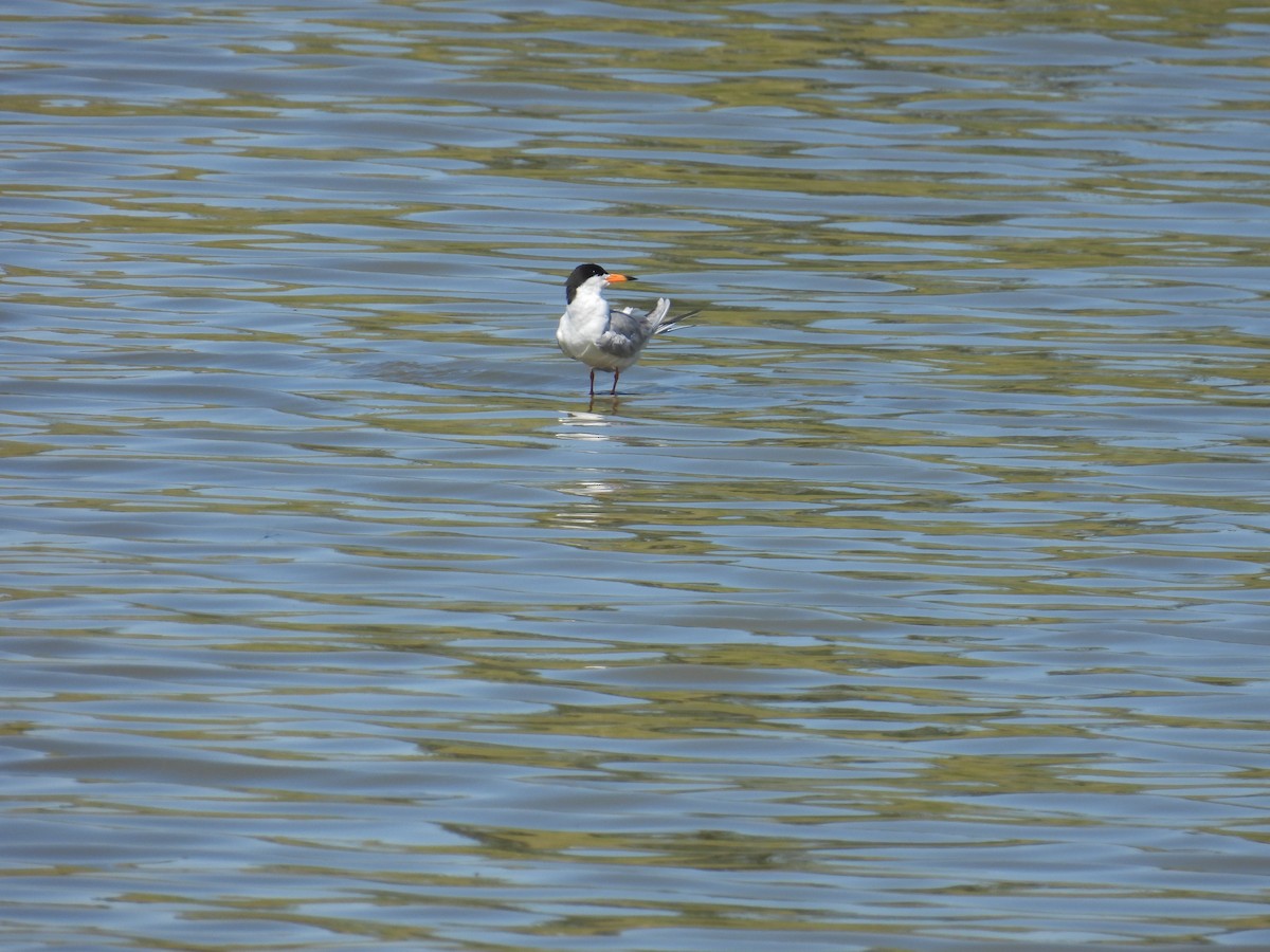 Forster's Tern - ML638338834