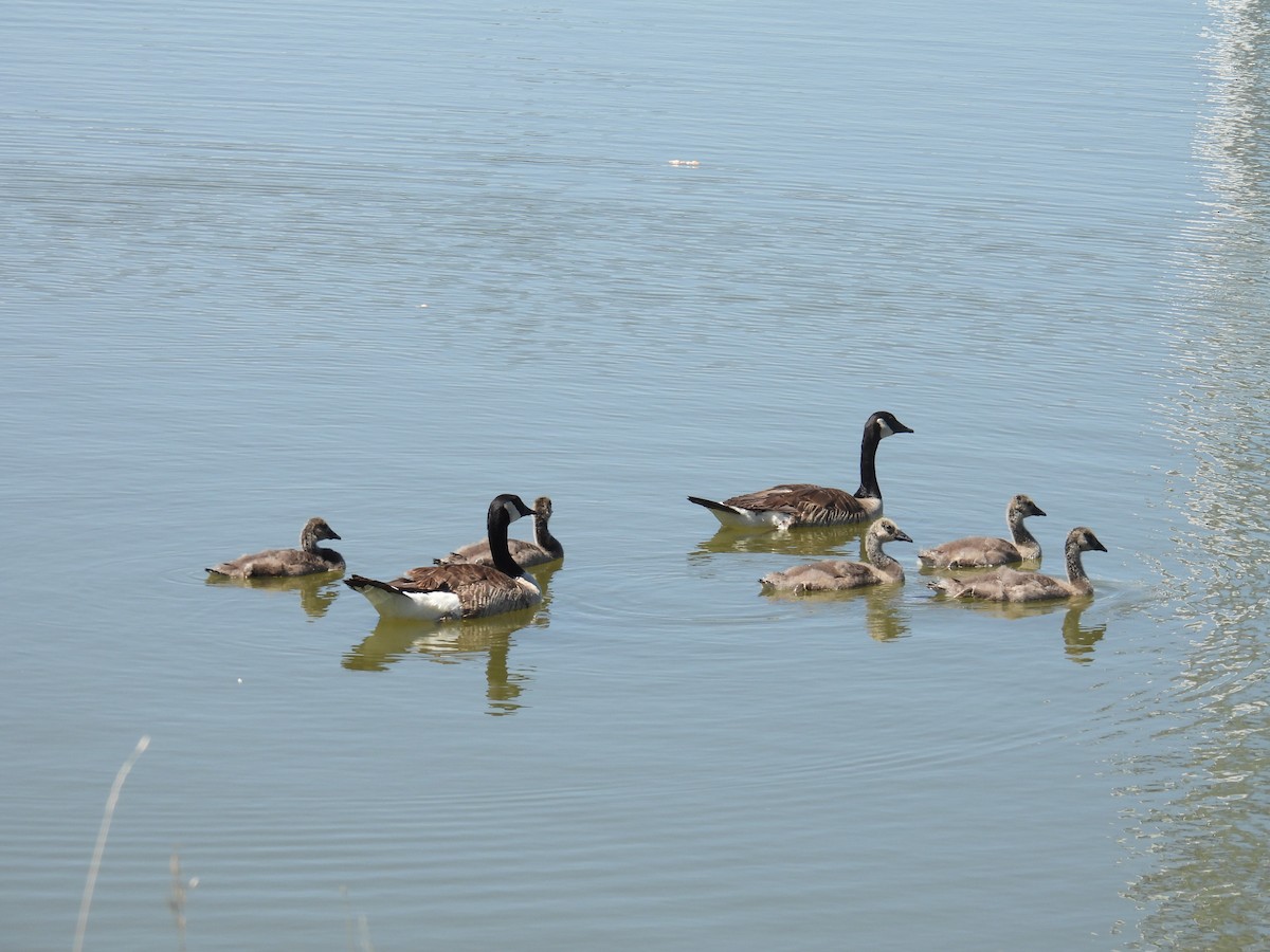 Canada Goose - ML638338837