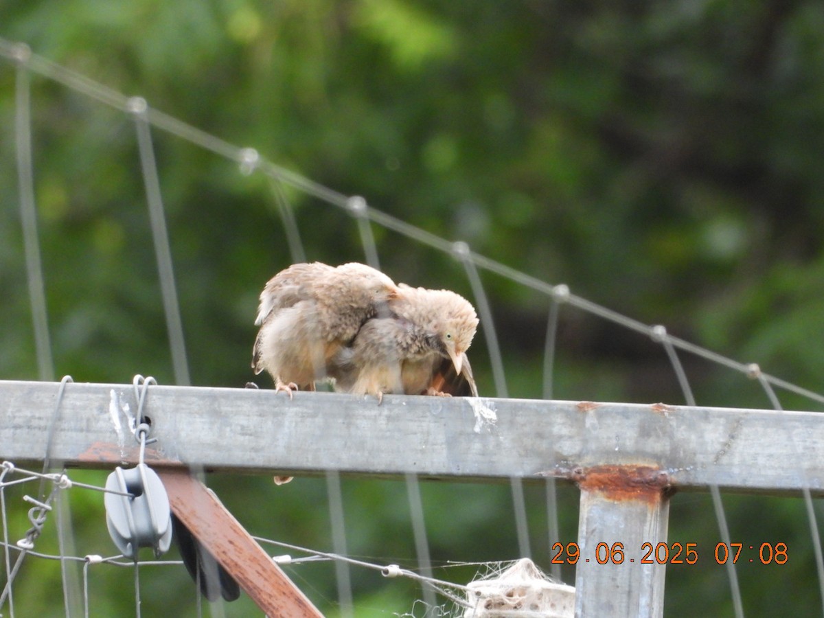 Yellow-billed Babbler - ML638338841