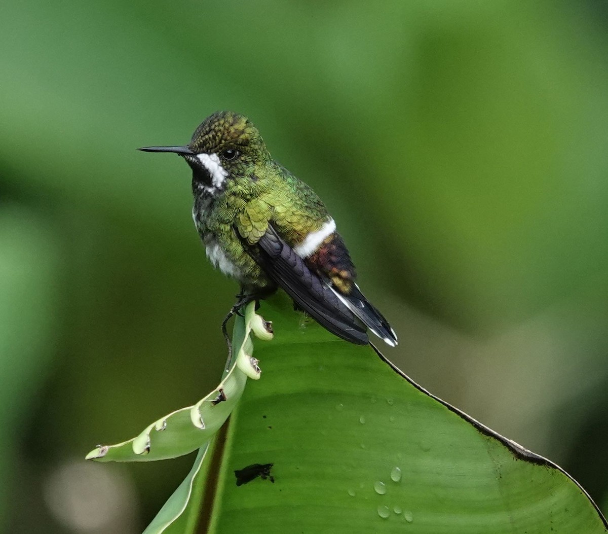 Green Thorntail - ML638338859