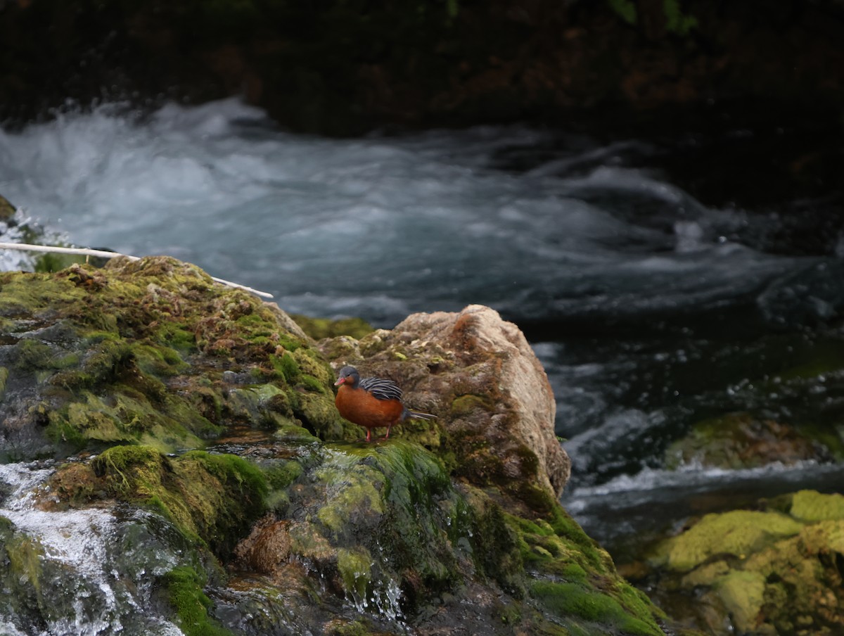 Torrent Duck - ML638338860