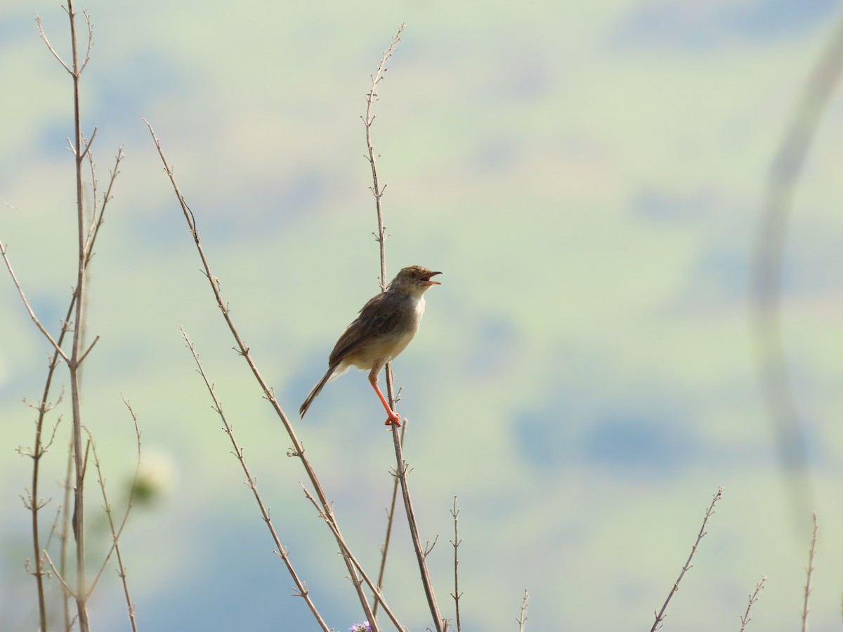 Bubbling Cisticola - ML638338862