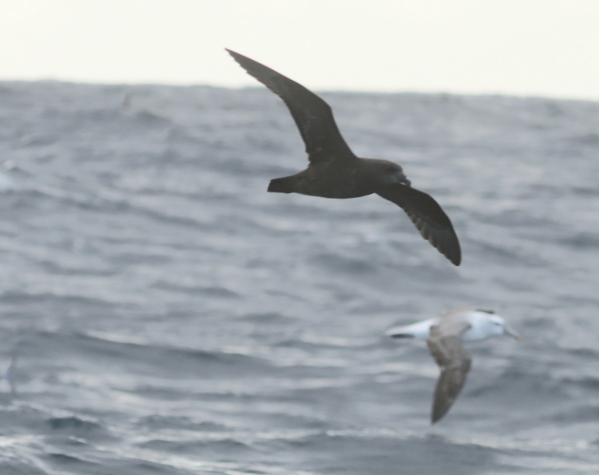 storvingepetrell - ML638338868