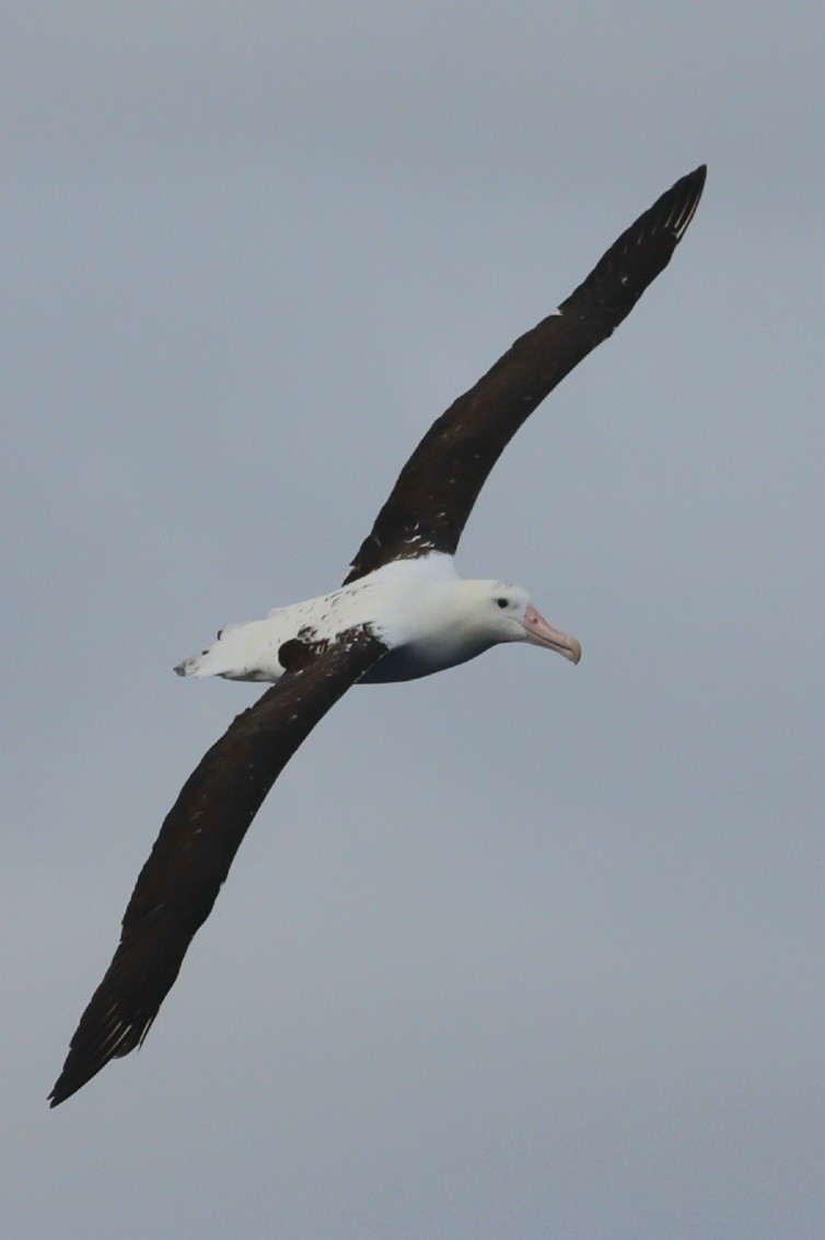 svartvingealbatross - ML638338875