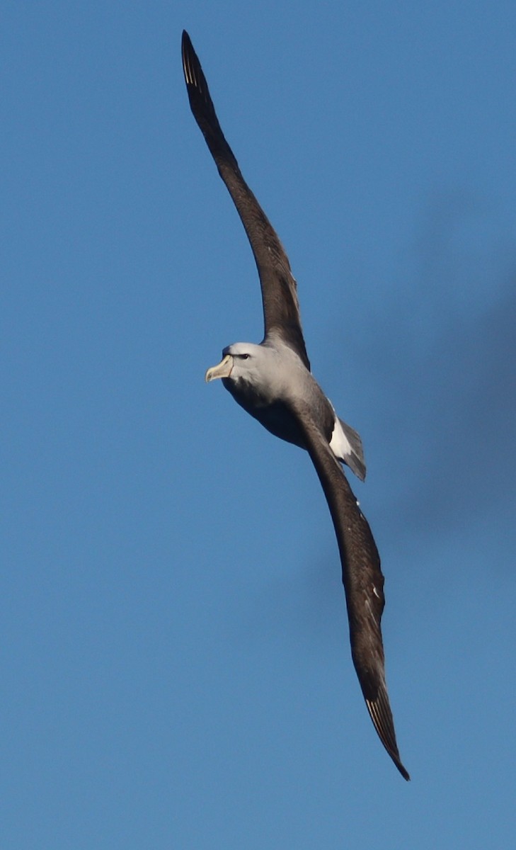 sølvhodealbatross - ML638338878