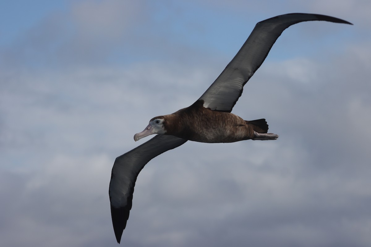 Snowy Albatross - ML638338886