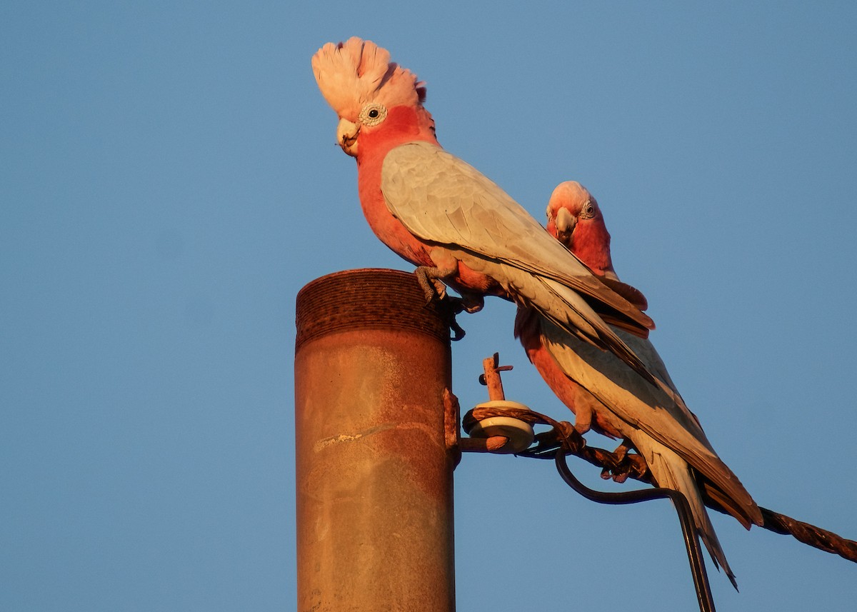 Galah - ML638338894