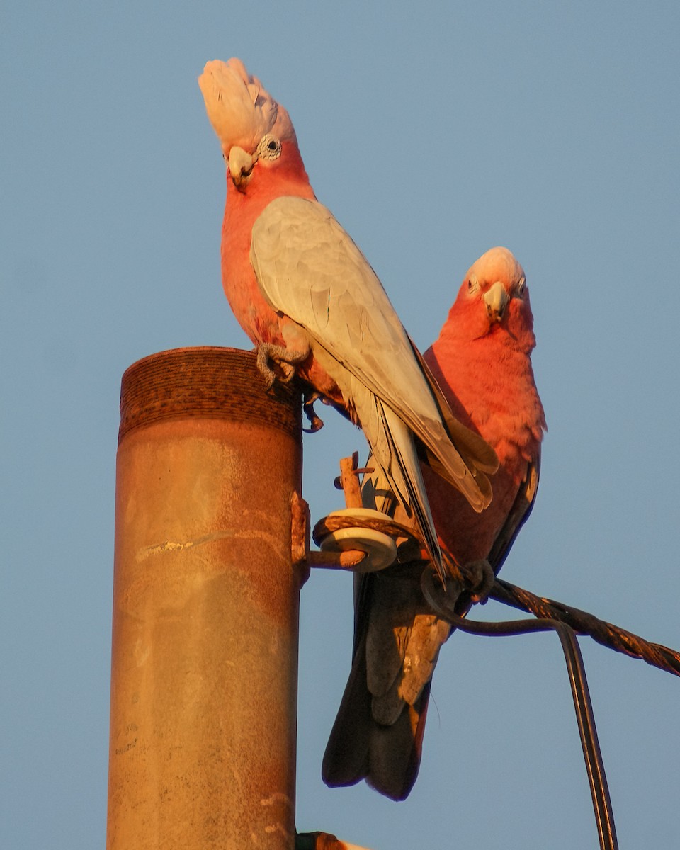 Galah - ML638338896