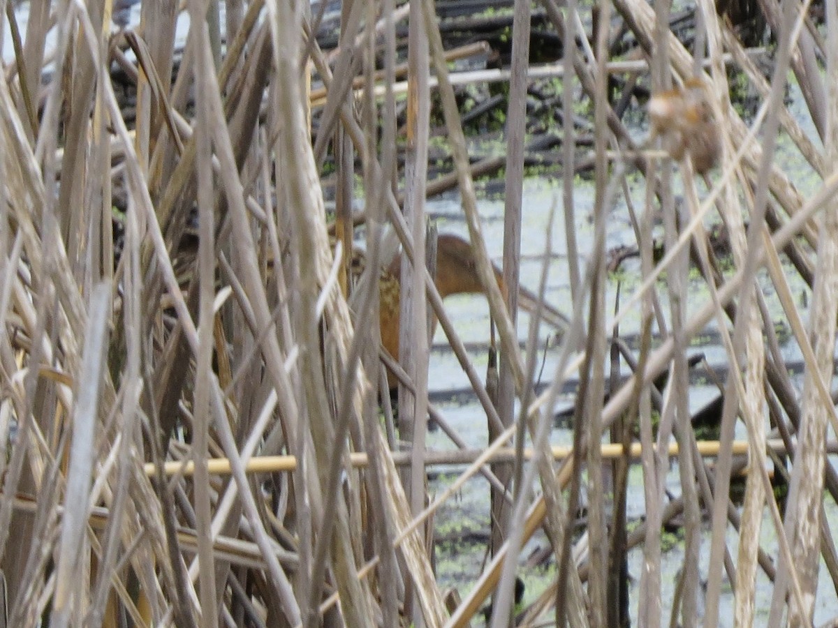 King Rail - ML638338897
