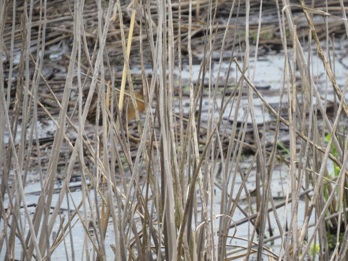 King Rail - ML638338898