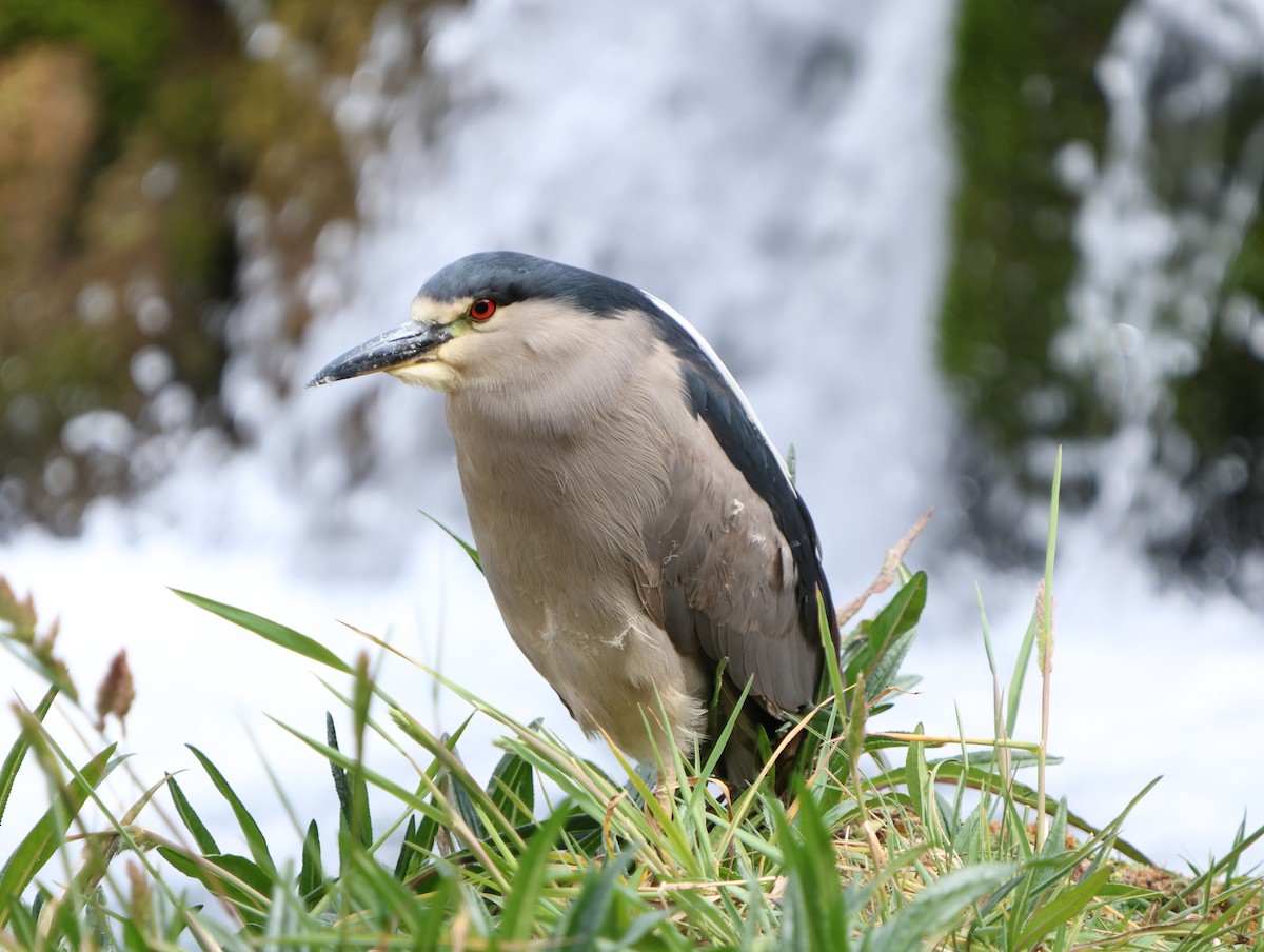 Black-crowned Night Heron - ML638338903