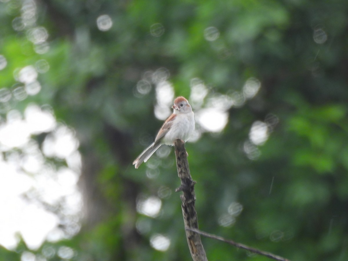 Field Sparrow - ML638338904