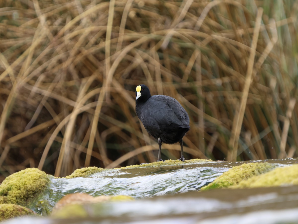 Slate-colored Coot - ML638338907