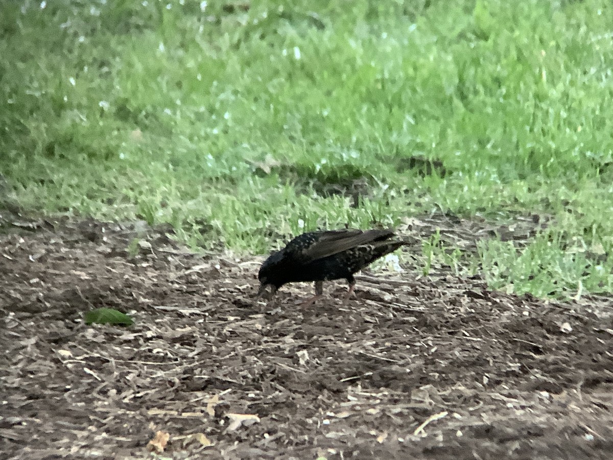 European Starling - ML638338909